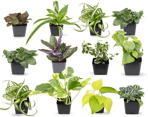 house plants for sale online.